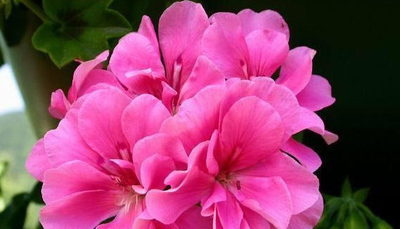 夏天就养这种花,越晒生命力越强,花色丰富,娇艳欲滴