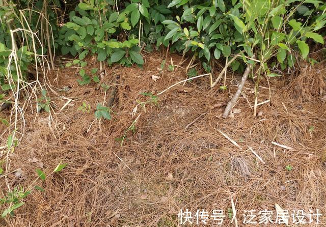 松针腐殖土|秋分到,正好配制兰花植料,松针土这样准备,明年就能养好兰花了