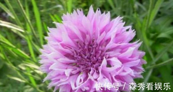 菊花|喜欢菊花,就养盆“菊中珍品”矢车菊,懒人就养它,沾水就活