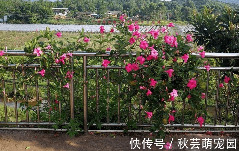 飘香藤爱爬墙、爱开花，家庭盆栽好养漂亮、花期长，人人爱