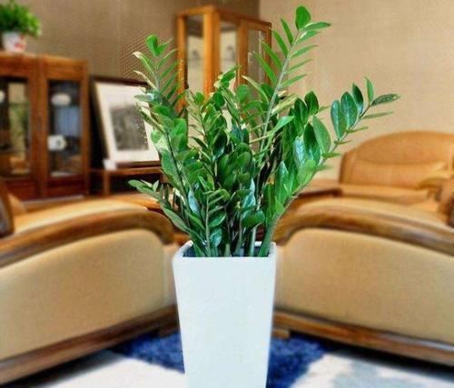 金钱树|5种漂亮花，自己能储水，30天不浇水照样生机勃勃，懒人都喜欢