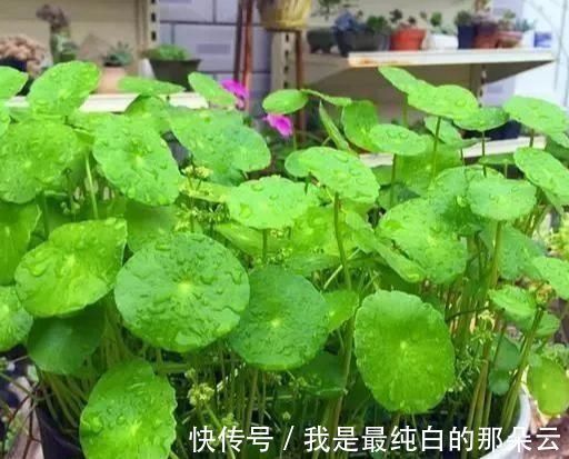 养花要心狠,特别是此5种花,剪得越狠长得更好,株型繁茂