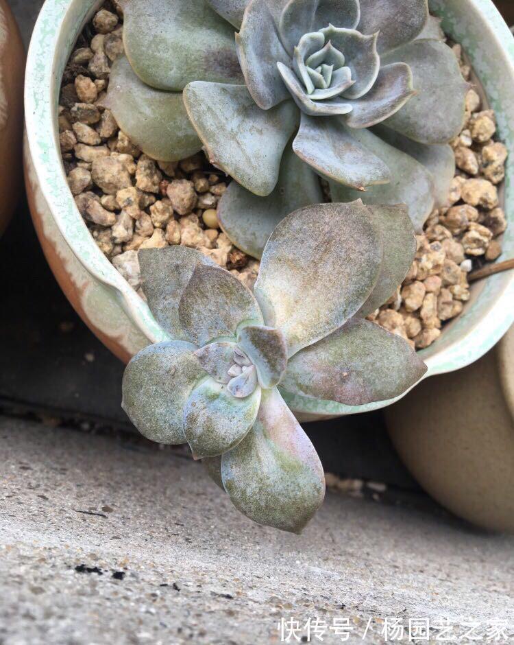 多肉晒太阳不是你想晒就晒的，你看看这些多肉就知道了