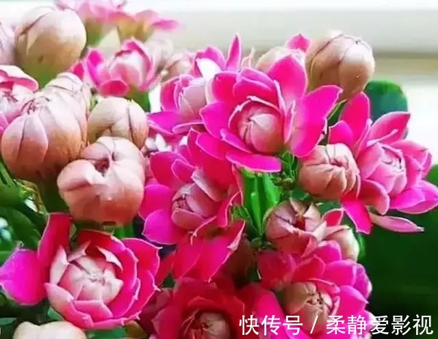 长寿花不长花苞怎么办,用点小技巧,花苞蹭蹭的冒