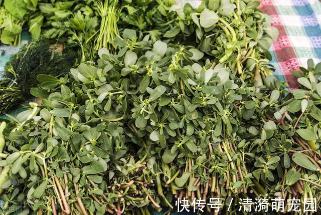 这4种野菜自带“毒素”，为了健康别偷懒，记得要焯水，收藏了