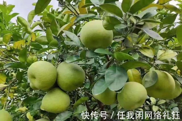 醉夕阳$「七绝·醉夕阳」知秋木叶遍山黄,宠辱偕忘醉夕阳