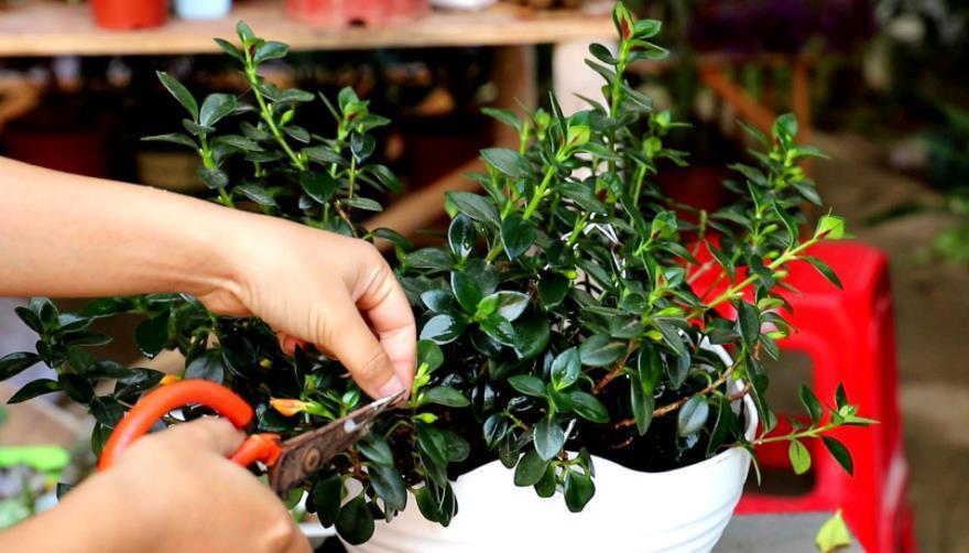 美极了|这款吊兰的花朵形似金鱼,风一吹,游来游去,美极了!