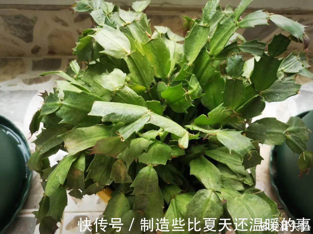 要点|养护蟹爪兰,要注意8个要点,才能开出仙气飘飘花