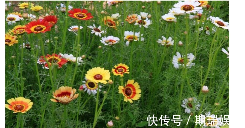 以下几种花卉植物,随便插个叶子就能活,适合懒人养植!