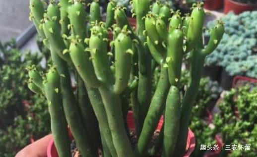 养花就健康错了!2种花别放在室内,挥发潜伏的毒素