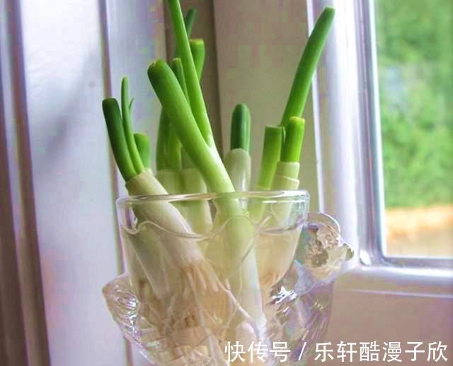 大葱保存,别直接放地上,教你一招,放一个月不空心不干瘪