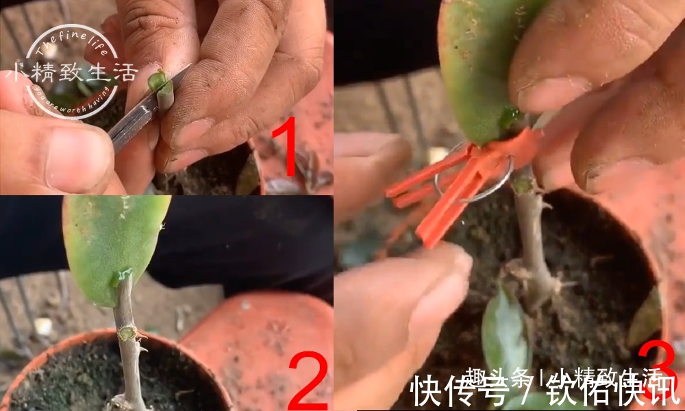 除了仙人掌,叶仙也能嫁接蟹爪兰,简单3步,7天就成活
