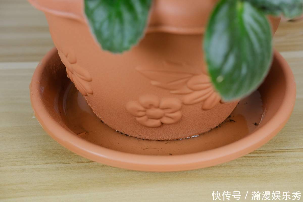 硬度|教你一些浇水的方法,从此浇花不再盲目,花长得又快又旺!