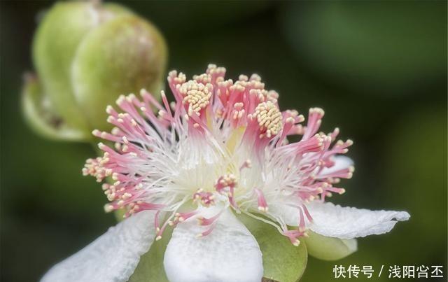 家中若能开“4花”,既是养功到位,又是“财气”到位,恭喜你!