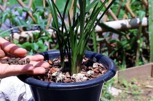 春天养兰花，给它用上2种肥，兰株长得旺，冒出更多新芽