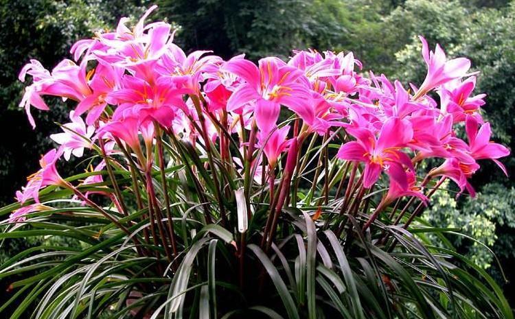 夏季|养花试试这几款,精致漂亮,芳香高雅,亭亭玉立,令人喜爱