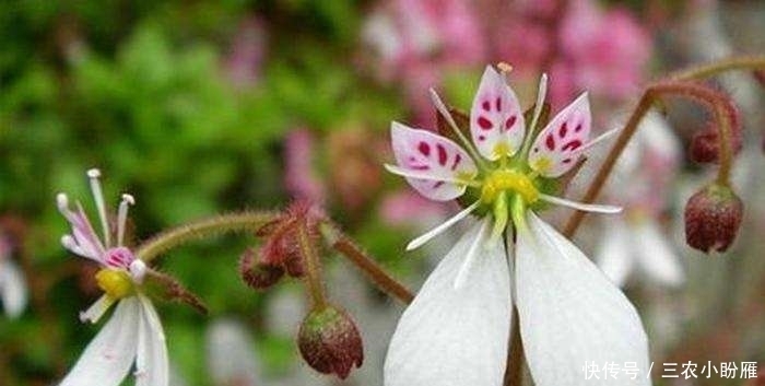  药材|乡下一种野草，人称“耳朵红”，是一种珍贵药材，遇见要珍惜