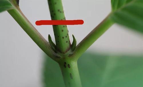 修剪|7月里绣球不修剪，耽误开花一整年，剪的越狠，开花越稳