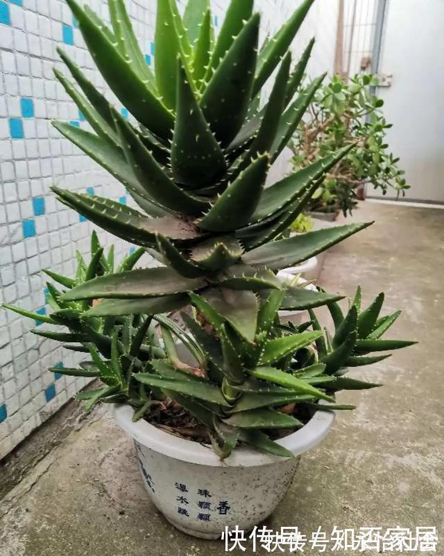 养花技巧：折腾不死的25种花，咋养都爆盆，懒人最适合