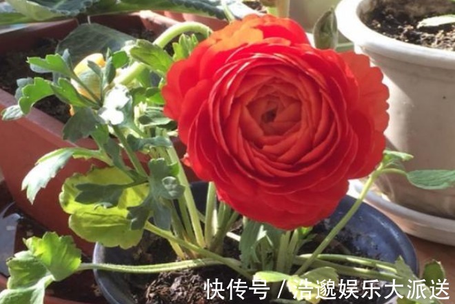 最适合送给“老阿姨”的4种花,花色艳,观赏性高,特别有格调!