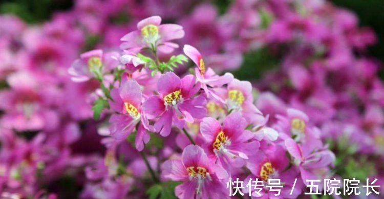 好养易活颜值高的花卉，漂亮又好闻，四季有花开，花香四溢飘满屋