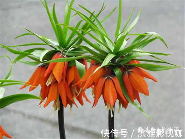 院子养花,不妨试试“花中精品” 帝王贝母,花香四溢,万紫千红