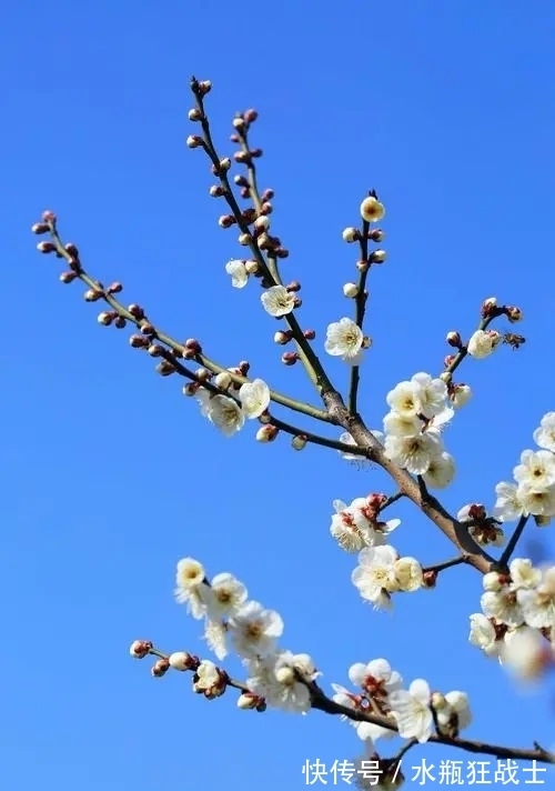 柳宗元@寒冬早梅诗四首,一树寒梅白玉条,疑是经冬雪未销