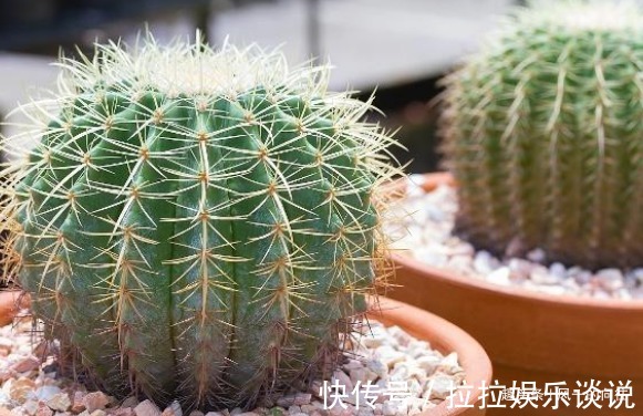 卧室里植物别乱养,这3种在夜晚能够释放氧气,真是睡觉必备