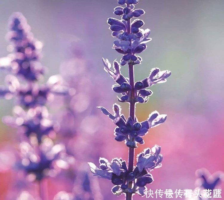 寓意“紫气东来”的5种花，养在家里“年年”都能开，太赞了