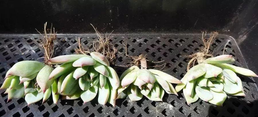 多肉修剪技巧,剪1根长1盆,再也不用在外面买了,划算