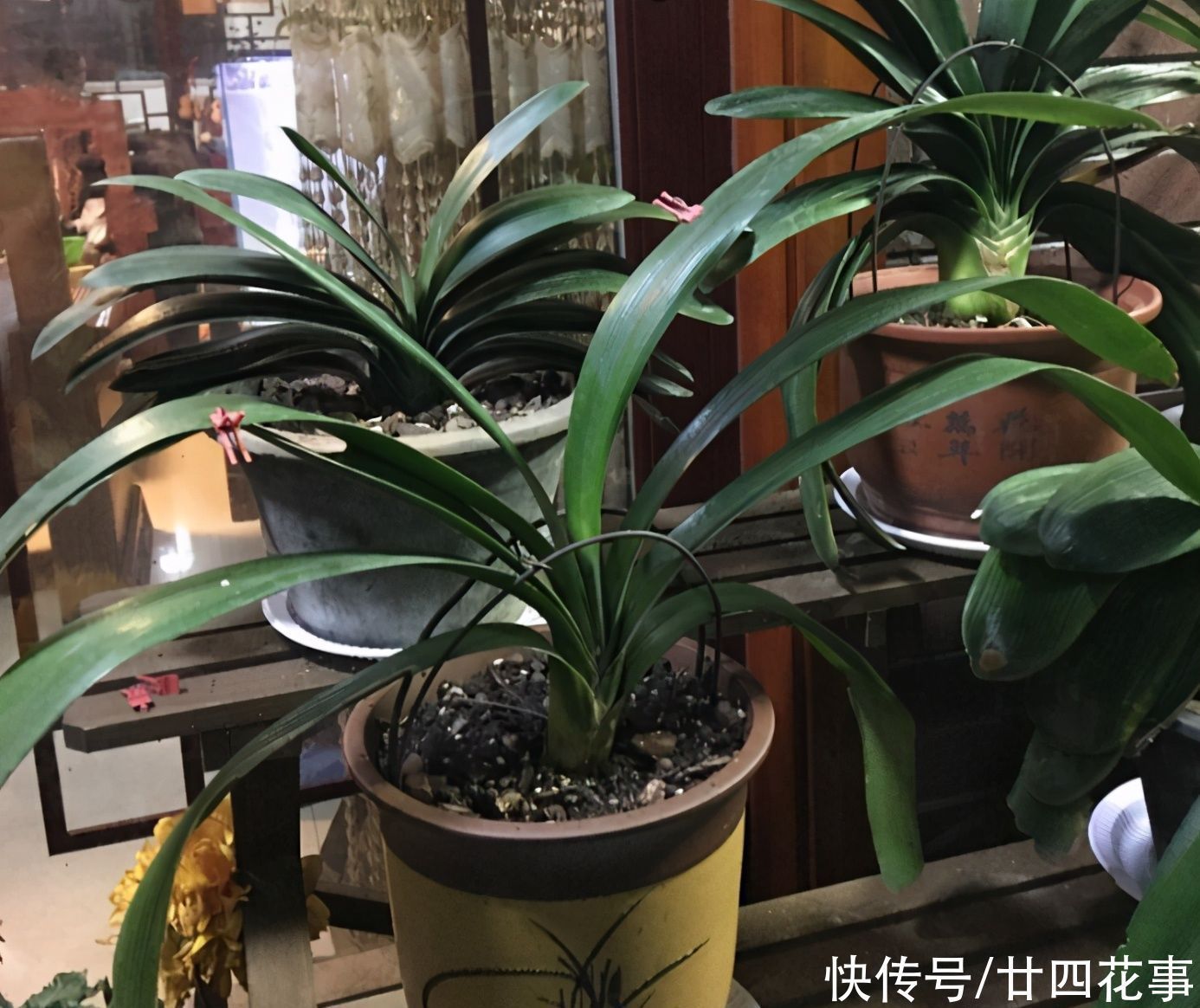 老手|冬天养君子兰,这件事新手不知道,老手易忽略,做好根壮花美