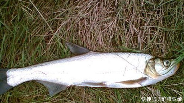 鱼钩|民间钓翘嘴鲌鱼的五种方法,盛夏高温鱼难钓,这种鱼反而更好钓
