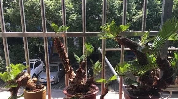 这4种“盆景树”，不仅观赏性高，寿命还特别长，越养越值钱