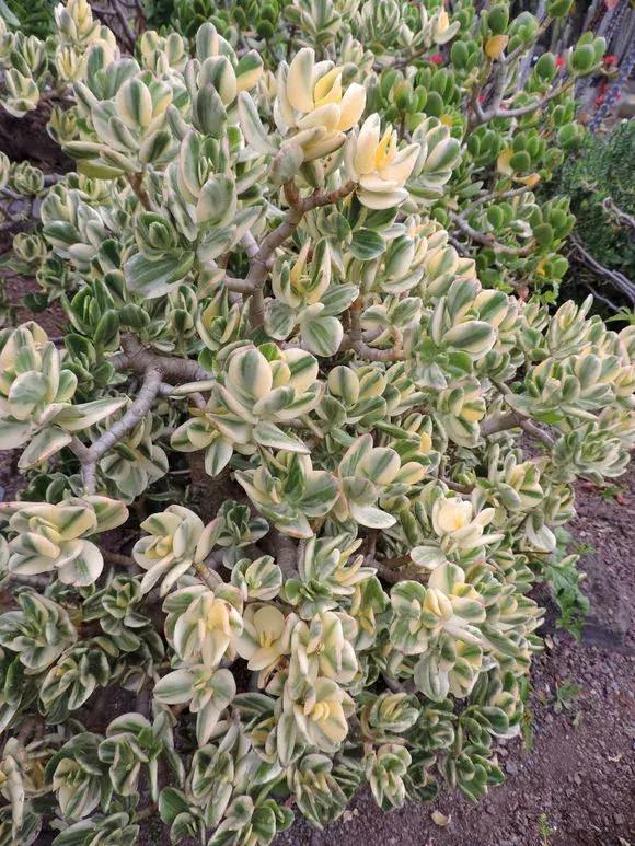 5种多肉“养不死”,1个月不浇水照样爆盆,5年养出“大老桩”