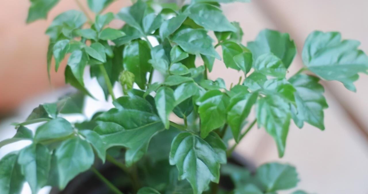 幸福树|夏季养护幸福树，掌握3要素，保证叶片油绿有光泽，长势快