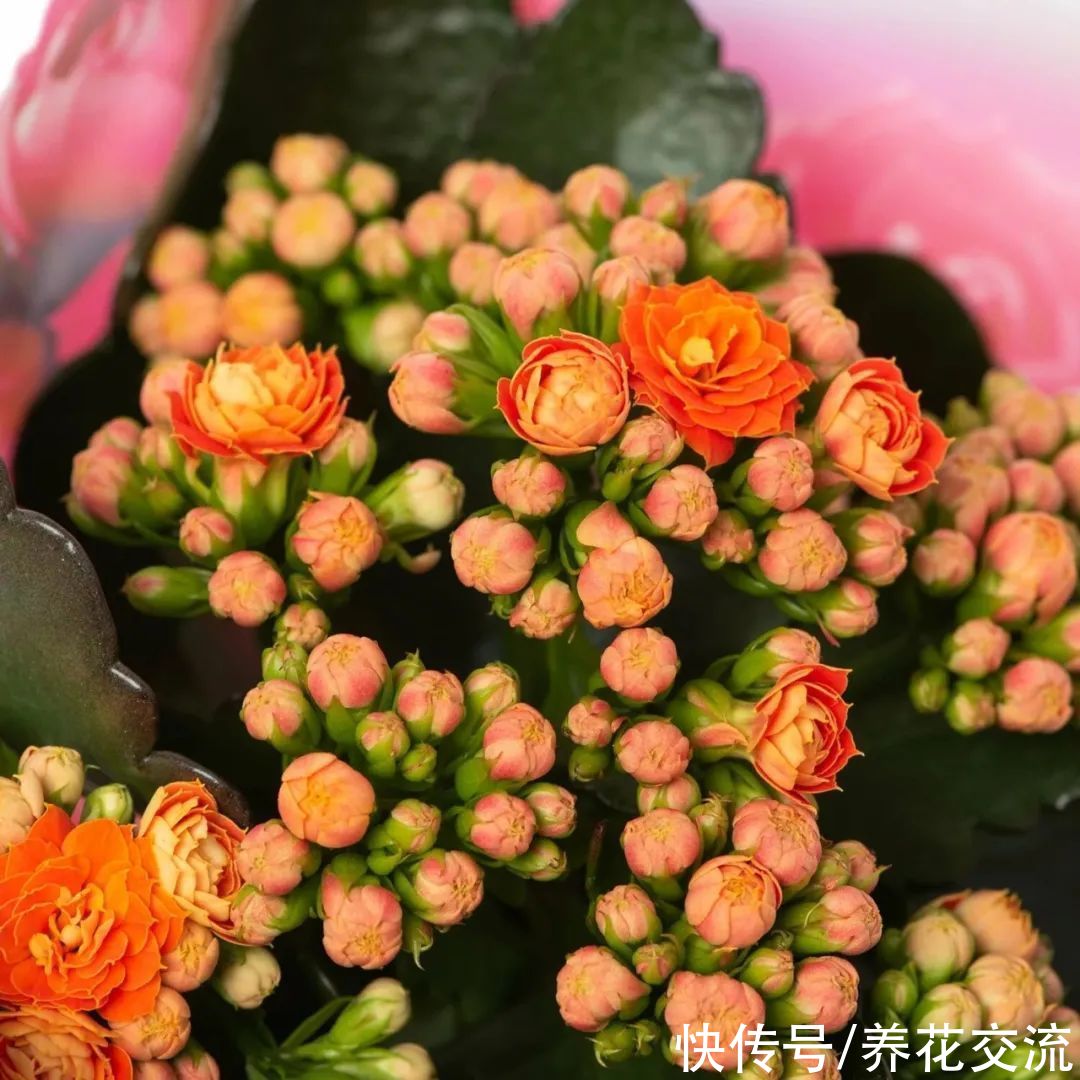 你的长寿花还没开花？可能是夜晚没给它提供黑暗的环境