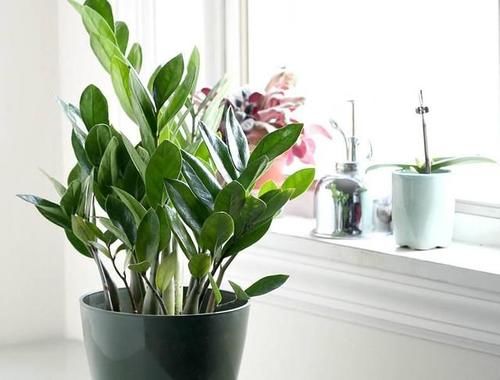 室内养花，浇水遵照“4不”规则，这个冬天并不难熬