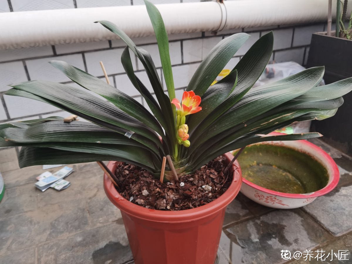 花友|君子兰如何养得叶大油绿，关键是记住4个经常，还能开出大花箭