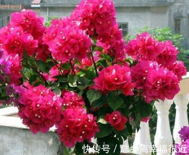 养花就养这几款，全年开花不停，花香四溢飘满屋，美爆了