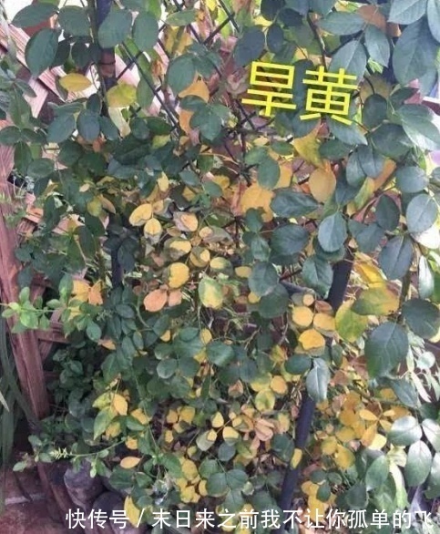 秋天给月季浇点这种水，不黄叶不生病，花苞长不停！