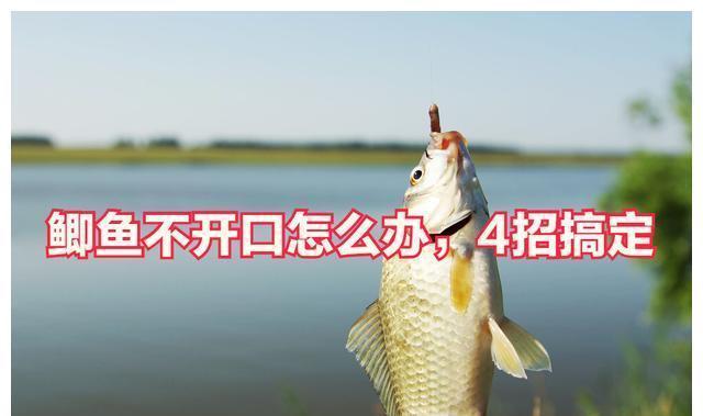 鲫鱼不开口怎么办,4招搞定,轻松上鱼不麻烦,一天大半桶没商量