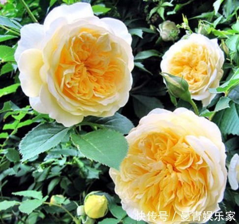 花香|最美4种藤本月季,个个都“惊艳”,年年花开上百朵,你最爱哪种