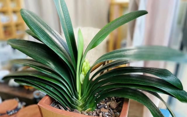 生长|立秋之后,做好4件事,君子兰9月疯长,年底爆花