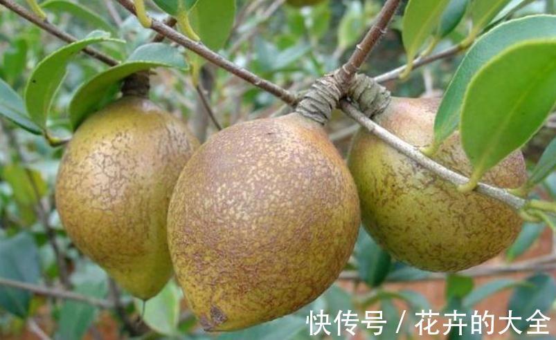 提取|农村果子，可榨油可入药，树叶和花朵都可以吃