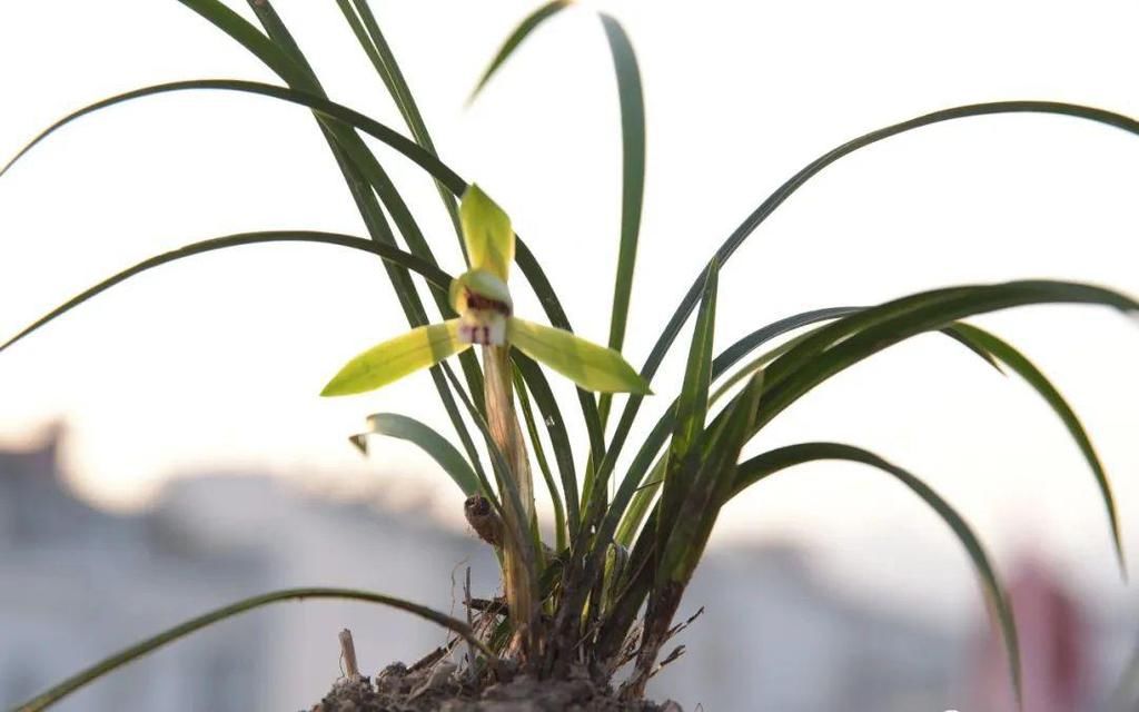 兰花几天浇一次水？3天浇一次，和15天浇一次有区别吗