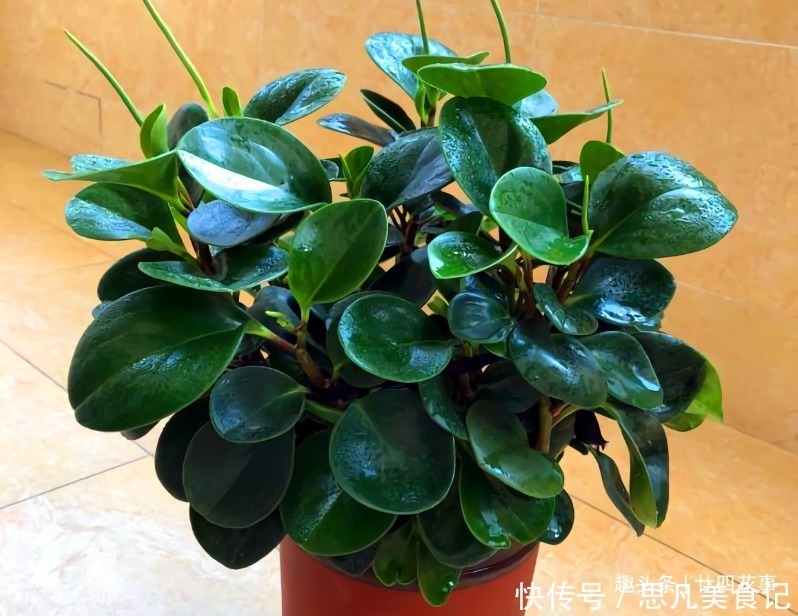 6种花,长高就“变丑”,株型低矮才“漂亮”,要舍得剪!