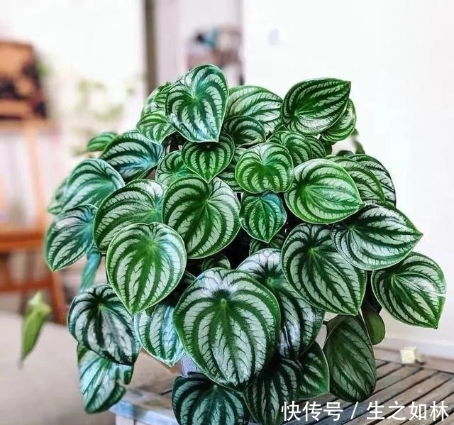 家里养几盆西瓜皮椒草,耐阴又好养,叶片自带花纹,清新又可爱