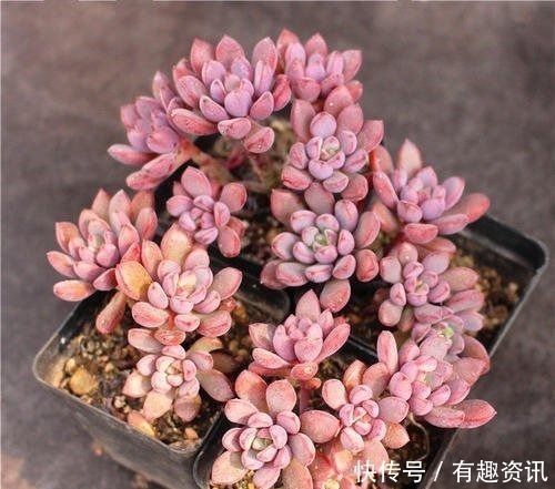 复合肥|多肉植物爱吃2种肥,根系健壮,叶子肥厚,养成老桩