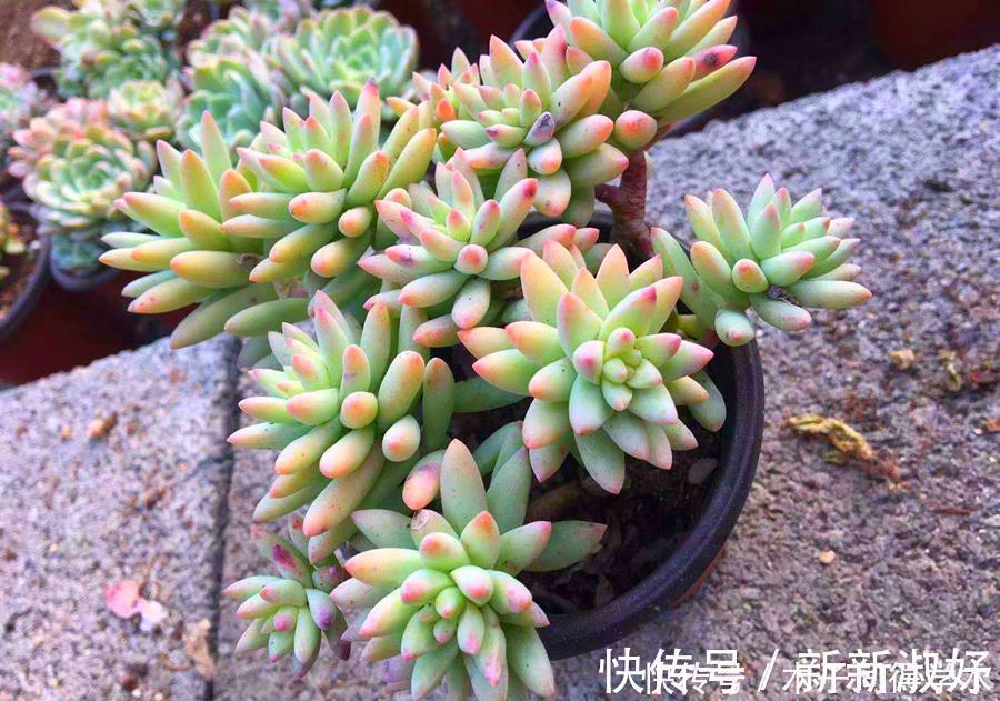 景天科多肉|多肉辨别方法,分辨雅乐之舞、金枝玉叶、雅乐之华,学一学