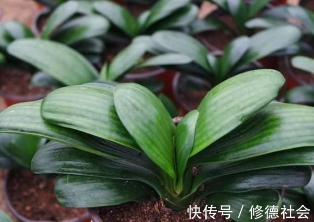 黄豆、豆渣养花有“技巧”，这样处理一下，效果比花肥强，很实用